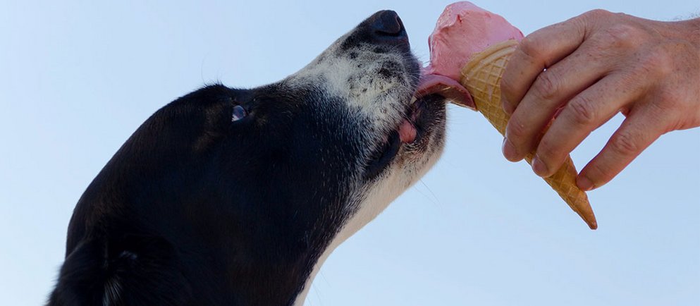 Ein Hund genießt ein Eis – artgerechte Ernährung kann auch Spaß machen.
