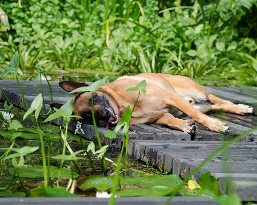 Hund draußen liegend