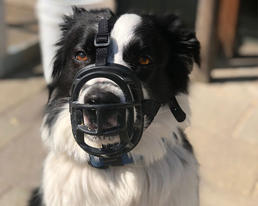 Border-Collie mit Maulkorb