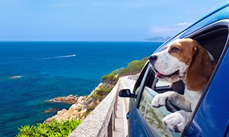 Hund schaut aus geöffnetem Autofenster