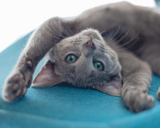 Russisch Blau Katze liegt auf dem Rücken